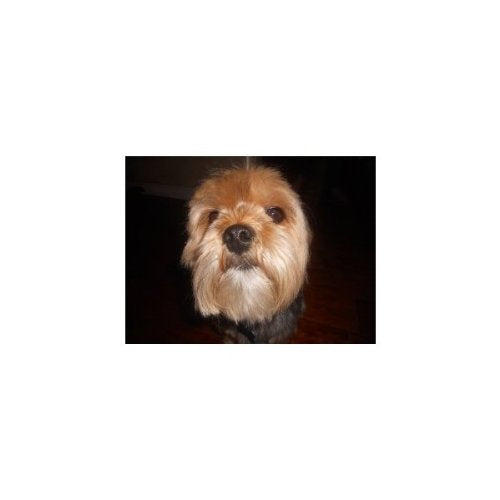 Kodak P811R Personal Photo & Negative Scanner 8x10" Photo Size, USB 2.0 - Red