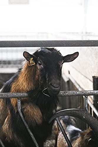 PEC Livestock Cattle Squeeze Chute Scale Kit for Pigs Goats Sheep 10,000LBS/0.1 NTEP Legal for Trade Scale