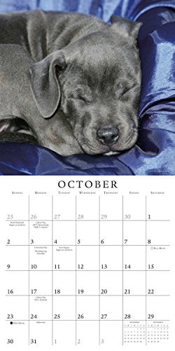 Pooped Puppies 2016 Calendar