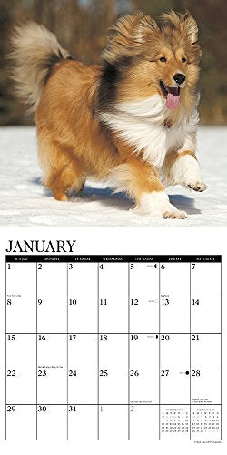 Just Shelties 2017 Wall Calendar (Dog Breed Calendars)