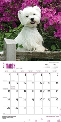West Highland White Terriers 2015 Square 12x12 (Multilingual Edition)