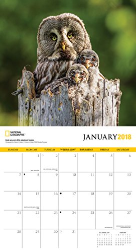 National Geographic Owls 2018 Wall Calendar