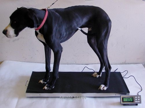 700 LB x 0.2 LB 44 x 22 Inch Extra Large Platform Vet Veterinary Animal Livestock Dog Goat Calf Pig Sheep 4H Digital Scale NEW