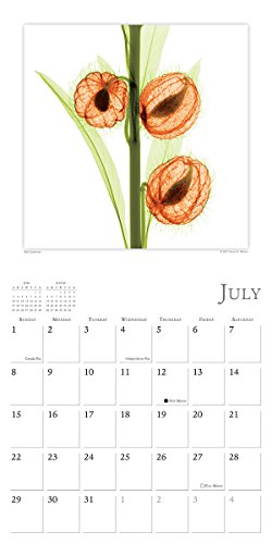 Flower Spirits: Radiographs Of Nature By Steven N. Meyers 2018 Wall Calendar (CA0134)