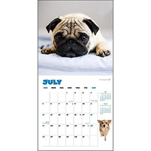 2015 Puppies Wall Calendar Zebra Publishing Corp.