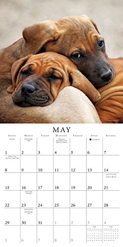 Pooped Puppies 2016 Calendar