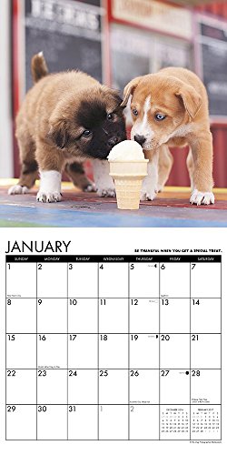 What Puppies Teach Us 2017 Calendar