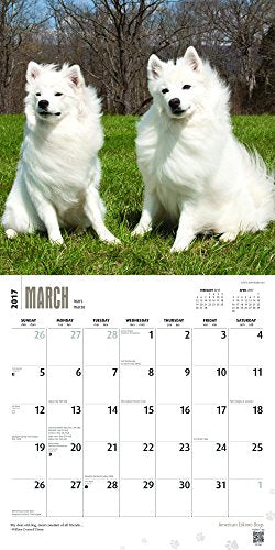American Eskimo Dogs - 2017 Calendar 12 x 12in