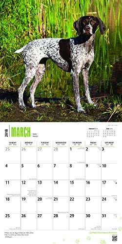 German Shorthaired Pointers 2018 12 x 12 Inch Monthly Square Wall Calendar with Foil Stamped Cover, Animals Dog Breeds