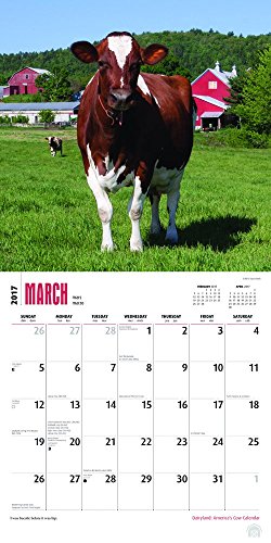 Dairyland: America's Cow Calendar 2017 Wall Calendar 12" x 12"
