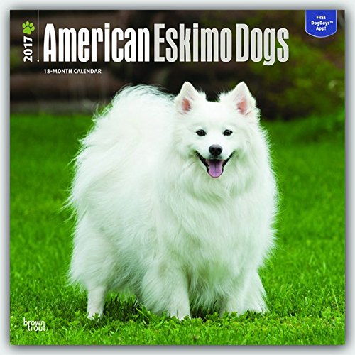 American Eskimo Dogs - 2017 Calendar 12 x 12in