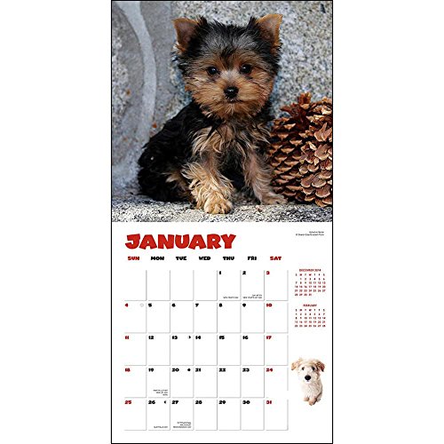 2015 Puppies Wall Calendar Zebra Publishing Corp.