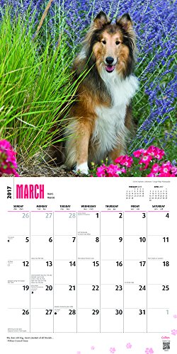 Collies - 2017 Calendar 12 x 12in