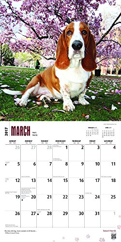 Basset Hounds - 2017 Calendar 12 x 12in
