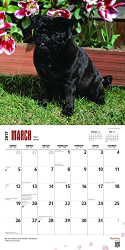 Black Pugs - 2017 Calendar 12 x 12in