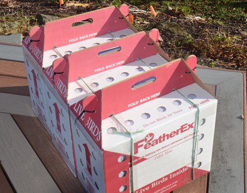 FeatherEx 10 Pack Premier Shipping Boxes