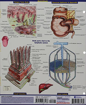 Lymphatic System (Quick Study Academic)