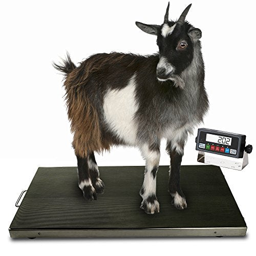 Prime Scales | 700lb Veterinary Scale | Digital Weighing Equipment | Anti-Slip Mat for Pets or Livestock | Determine Weight for Small to Medium Sized Animals | Peak Hold Function | 38” x 20” x 2”