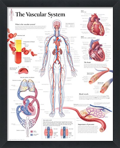 Set of 8 Framed Medical Posters The Heart; Heart Disease; Angina; Vascular; Atrial Fibrillation; Hypertension; High Blood Pressure; ACS 22"x28" Wall Diagrams Educational Doctors Office Charts