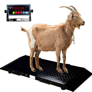 PEC Livestock Animal Scales, Medium Size Animals Vet Scale for Goat/Calf/Pig, 2000 x 0.5 lb Capacity