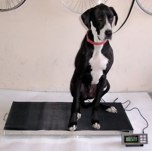 700 LB x 0.2 LB 44 x 22 Inch Extra Large Platform Vet Veterinary Animal Livestock Dog Goat Calf Pig Sheep 4H Digital Scale NEW