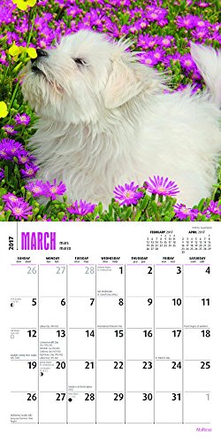 Maltese - 2017 Mini Calendar 7 x 7in