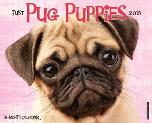 Just Pug Puppies 18-Month 2015 Calendar
