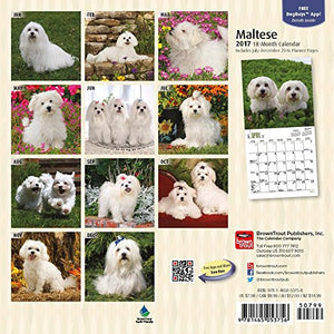 Maltese - 2017 Mini Calendar 7 x 7in