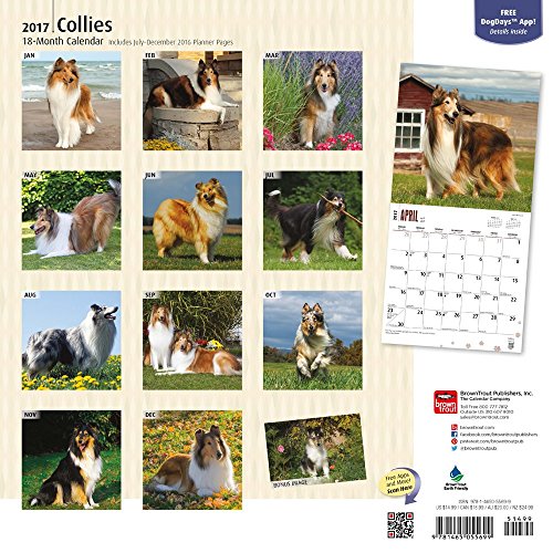 Collies - 2017 Calendar 12 x 12in