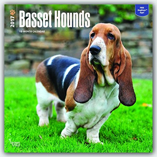 Basset Hounds - 2017 Calendar 12 x 12in