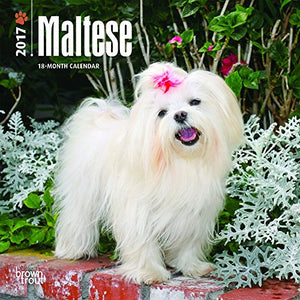 Maltese - 2017 Mini Calendar 7 x 7in