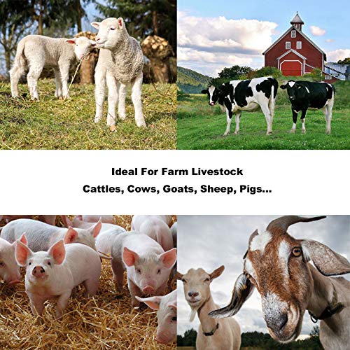 PEC Scales 700lbs Vet Animal Scale/Livestock Scale, Digital Weighing Equipment for Small to Medium Sized Animals Calf/Goat/Sheep/Pigs/Dogs/Cat or Pets (38″ x 20″ x 2″)