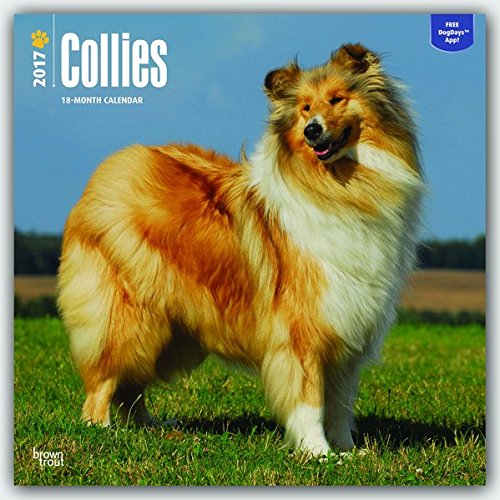 Collies - 2017 Calendar 12 x 12in