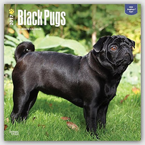 Black Pugs - 2017 Calendar 12 x 12in