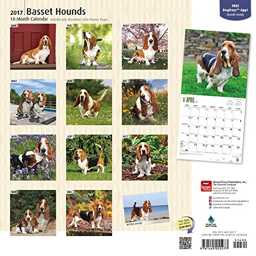 Basset Hounds - 2017 Calendar 12 x 12in